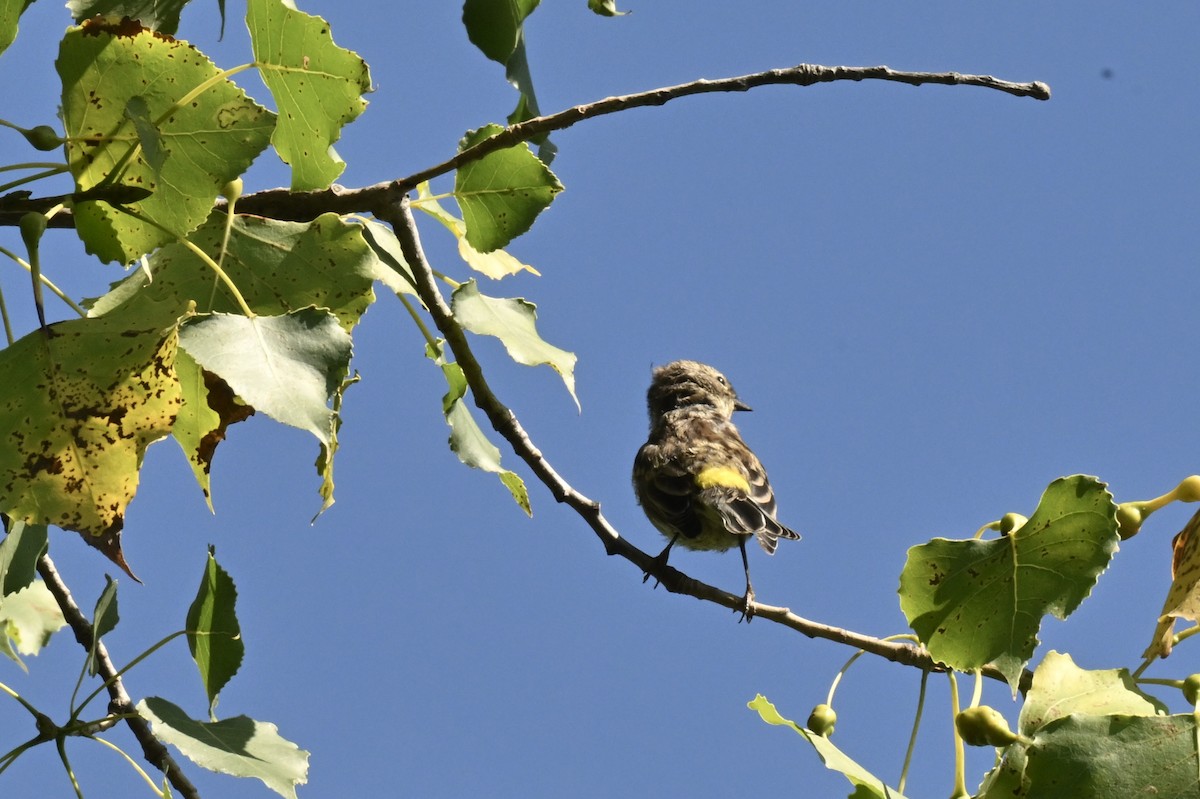 Yellow-rumped Warbler - ML641119803