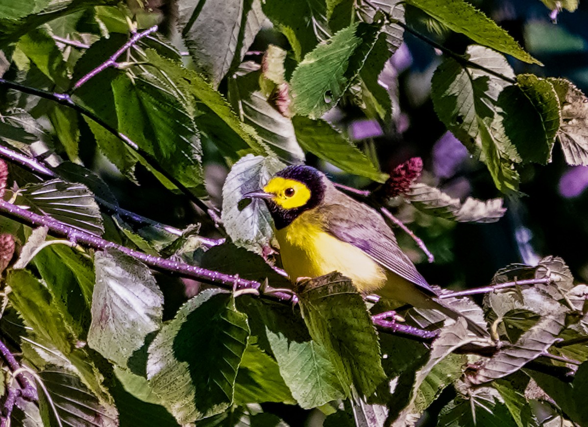 Hooded Warbler - ML641119808