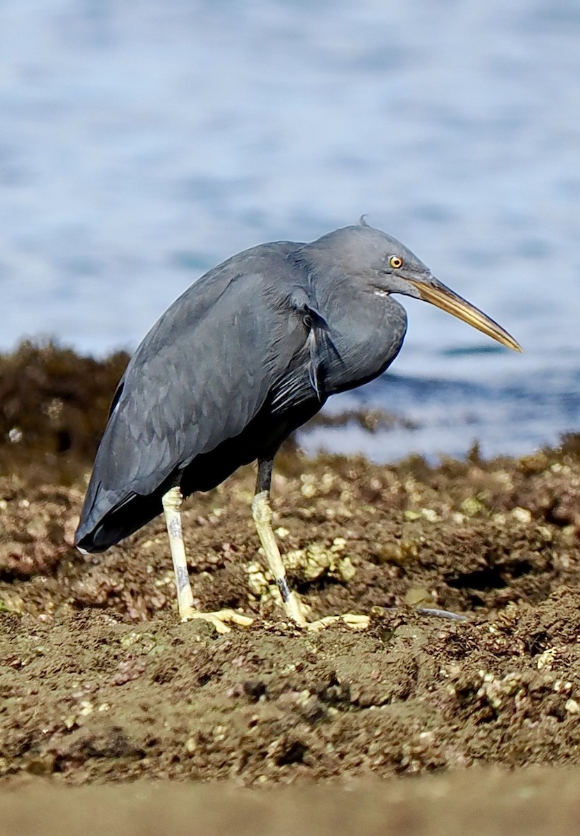 Pacific Reef-Heron - ML641119815