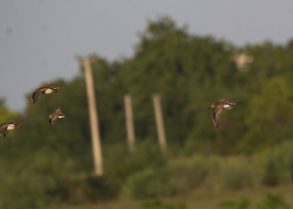 Pectoral Sandpiper - ML641119817