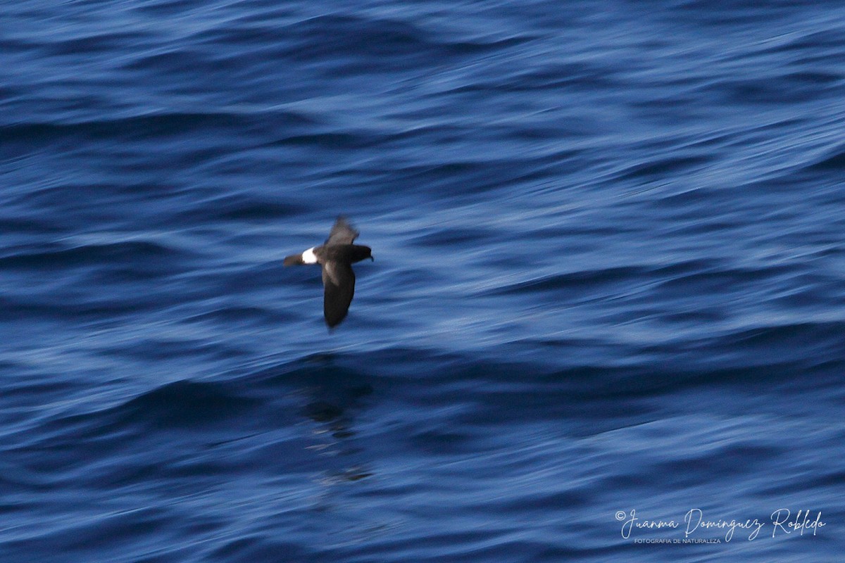 European Storm-Petrel - ML641119818