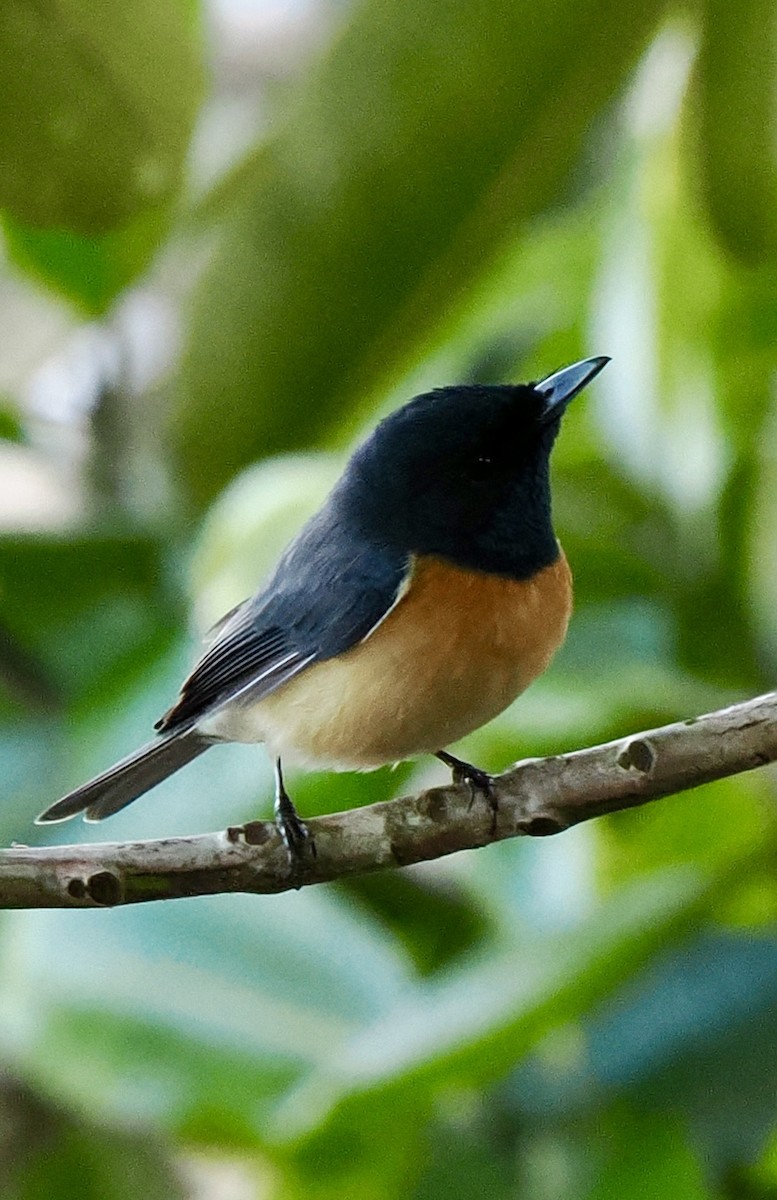 Vanikoro Flycatcher - ML641119820