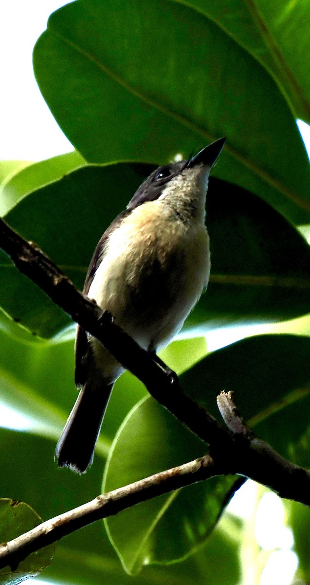 Vanikoro Flycatcher - ML641119821