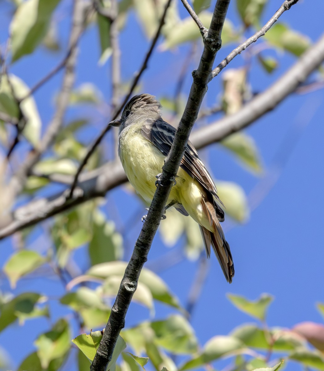 Great Crested Flycatcher - ML641119827