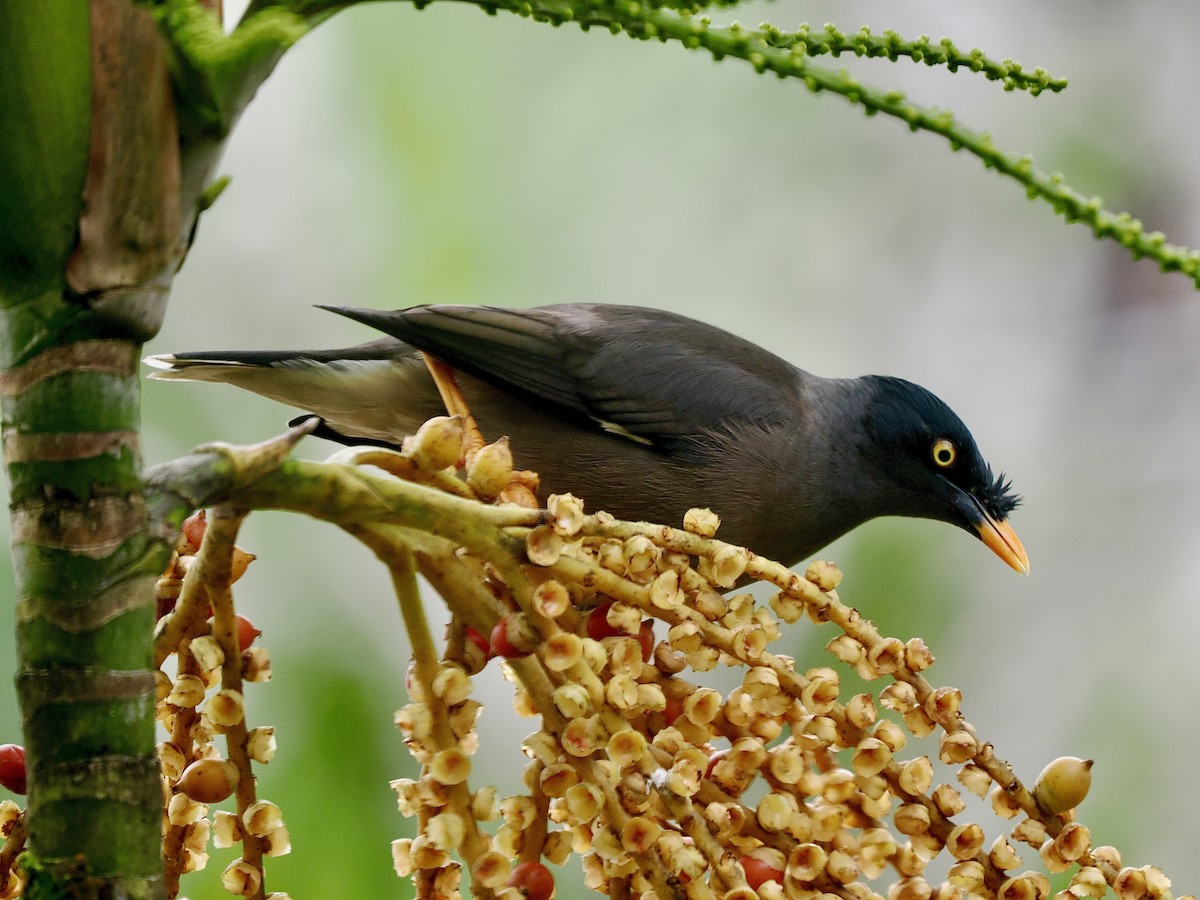 Jungle Myna - ML641119828