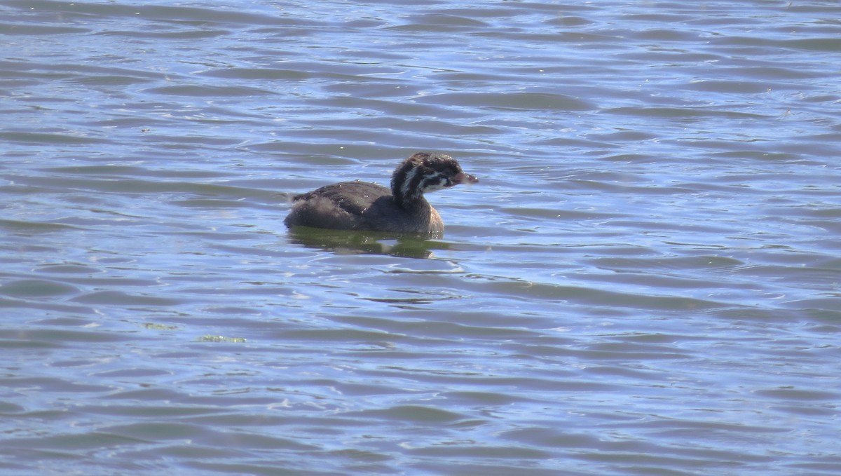 Pied-billed Grebe - ML641119830