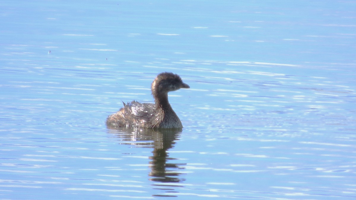 Pied-billed Grebe - ML641119831
