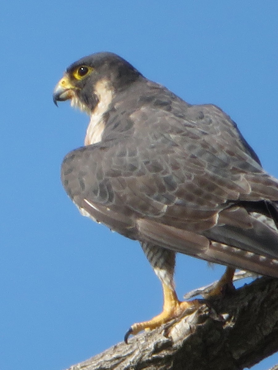 בז נודד - ML641119832