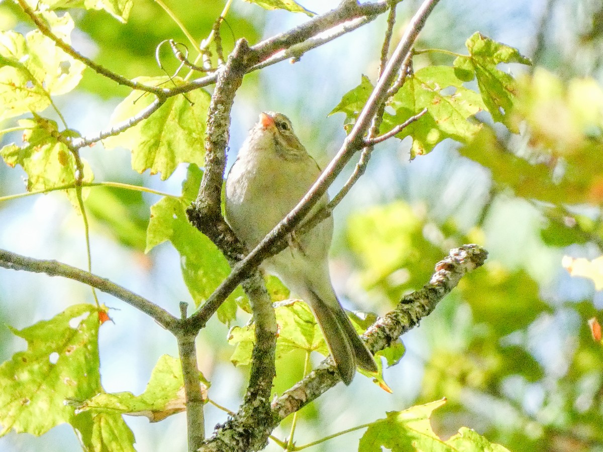 Chipping Sparrow - ML641119841
