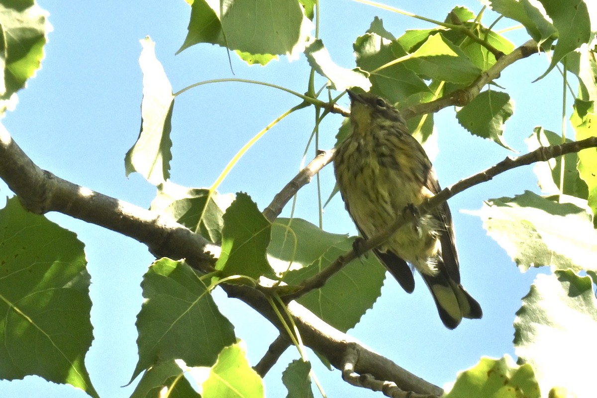 Yellow-rumped Warbler - ML641119851