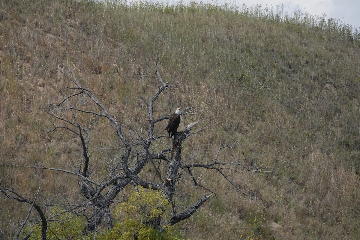 Bald Eagle - ML641119855