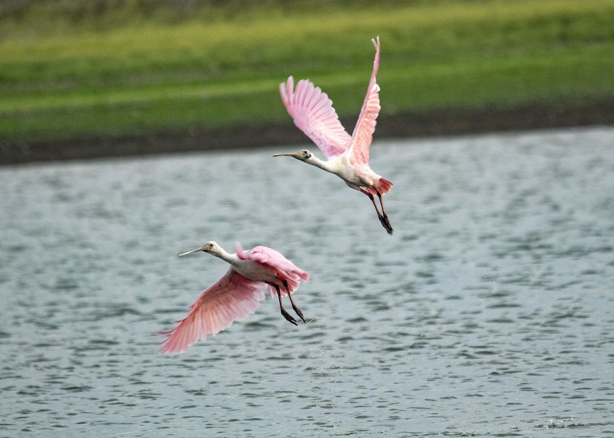 Roseate Spoonbill - ML641119862
