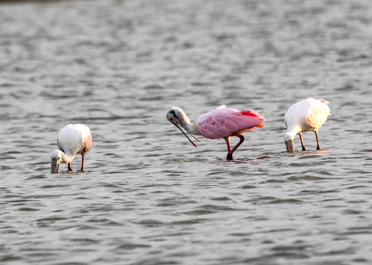Roseate Spoonbill - ML641119863