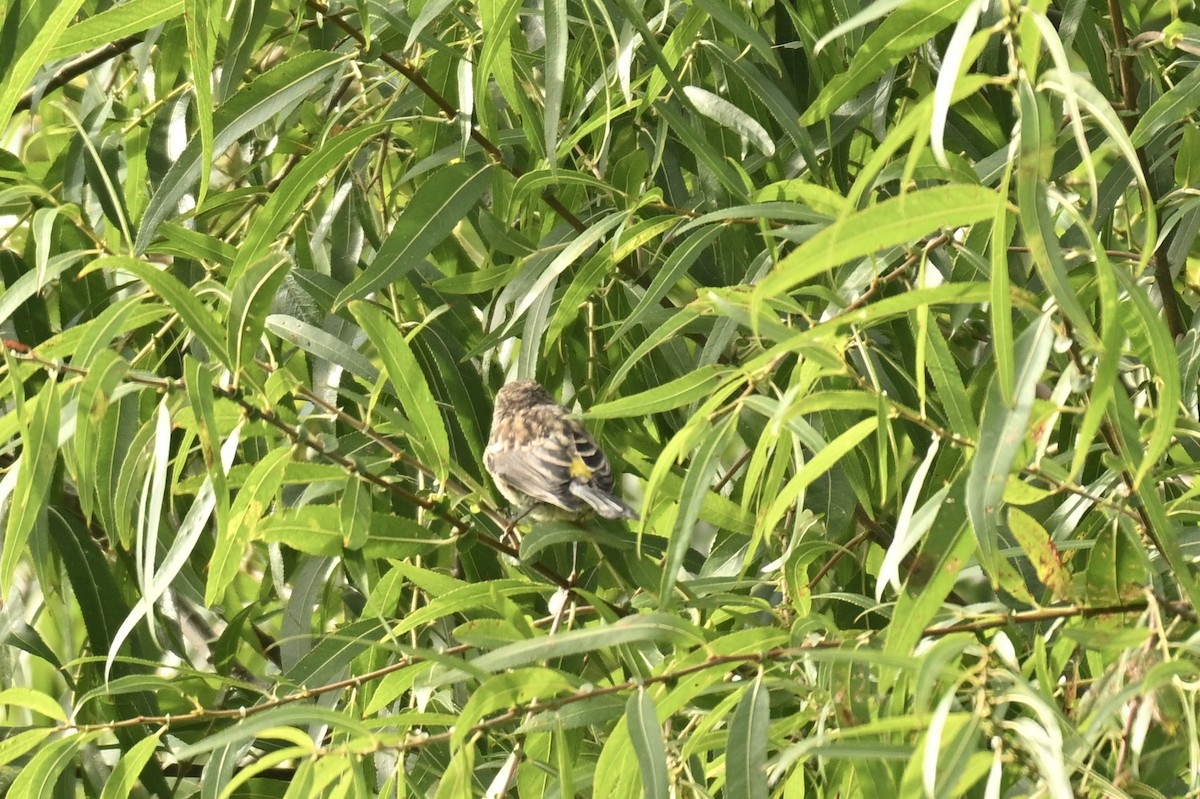 Yellow-rumped Warbler - ML641119871