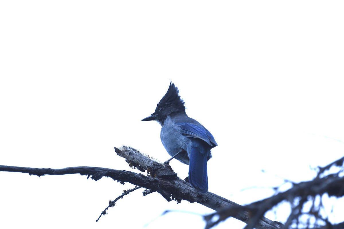 Steller's Jay - ML641119872
