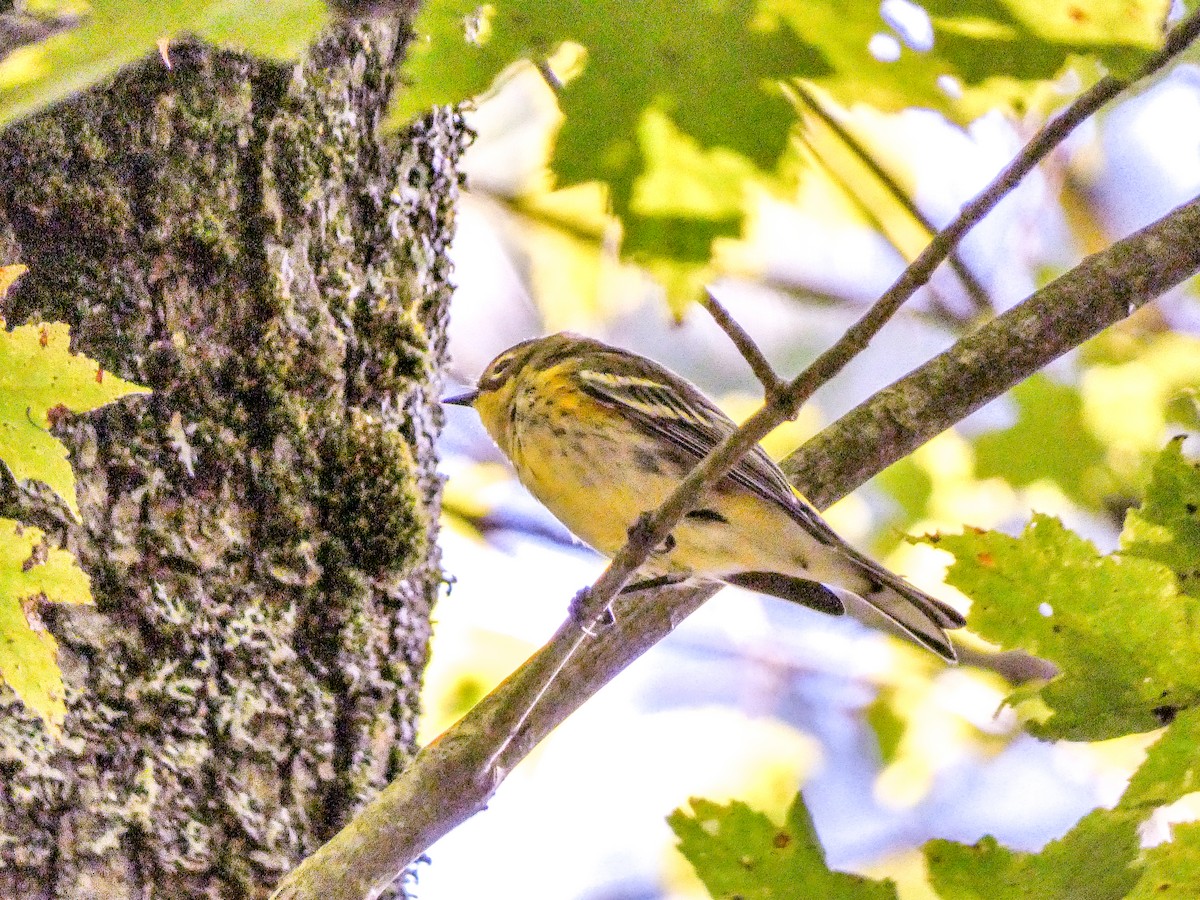Magnolia Warbler - ML641119874