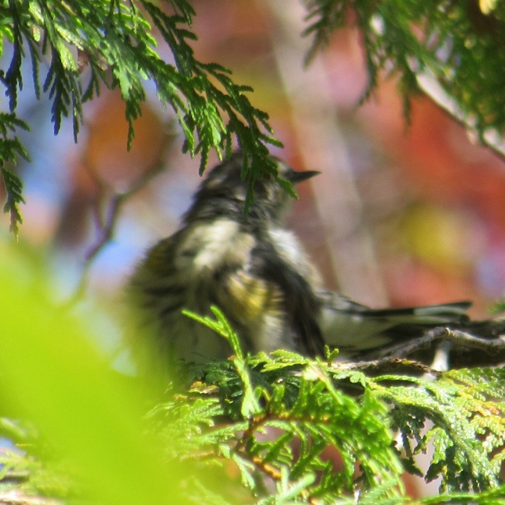 Yellow-rumped Warbler - ML641119878