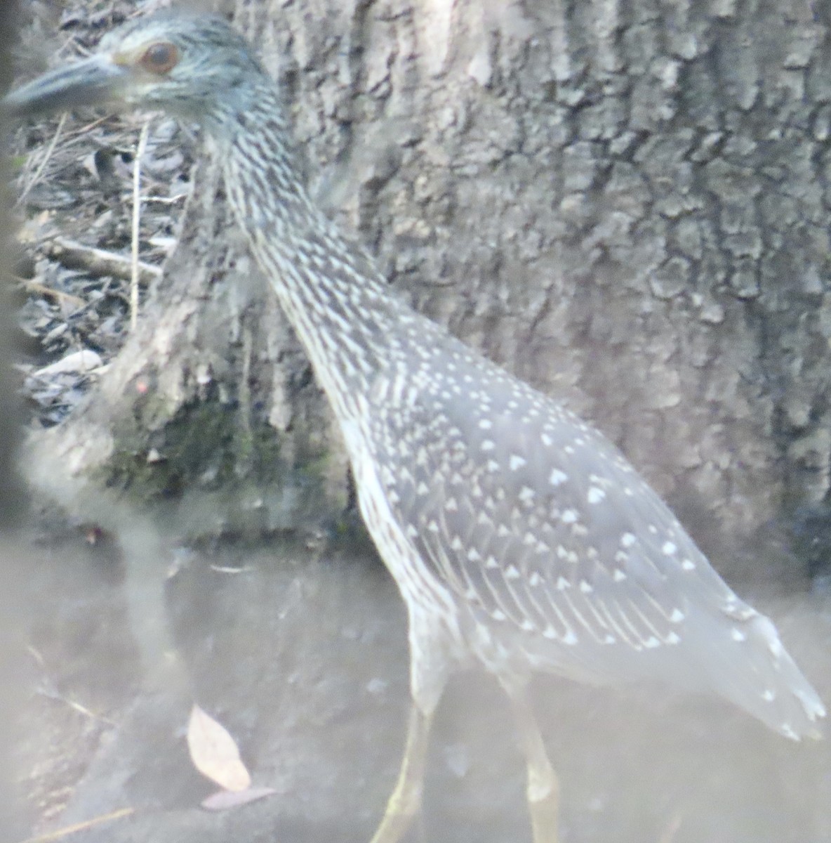 Yellow-crowned Night Heron - ML641119897