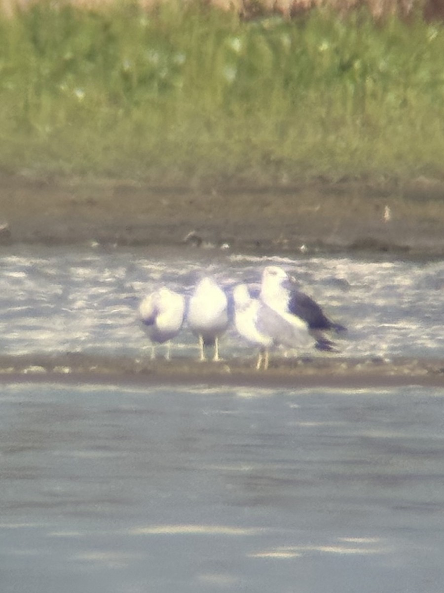 小黑背鷗 - ML641119907