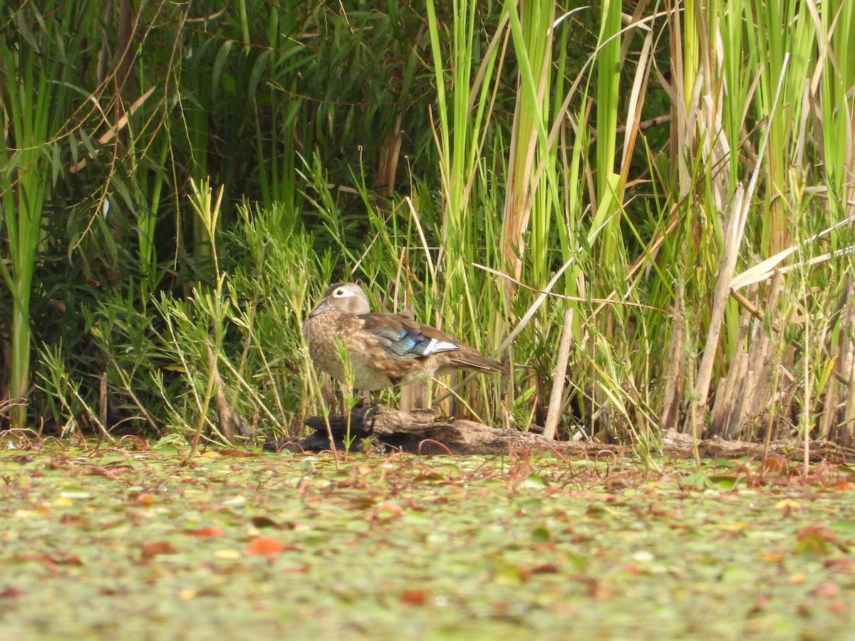 Wood Duck - ML641119909