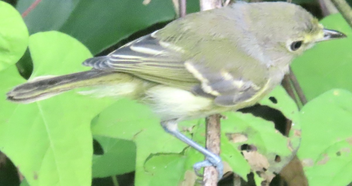 White-eyed Vireo - ML641119915