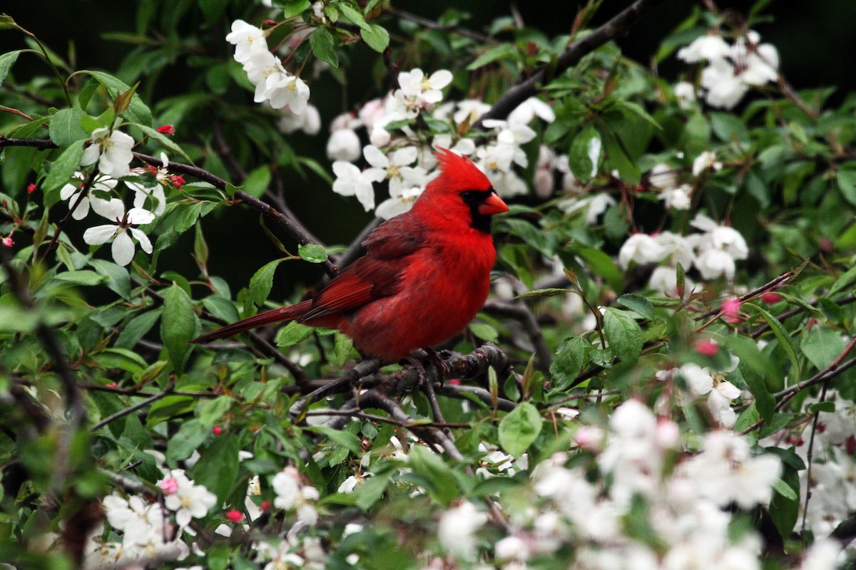 Northern Cardinal - ML641119929