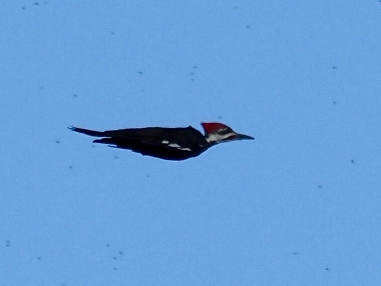 Pileated Woodpecker - ML641119941