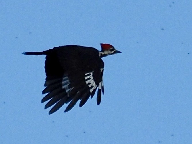 Pileated Woodpecker - ML641119942