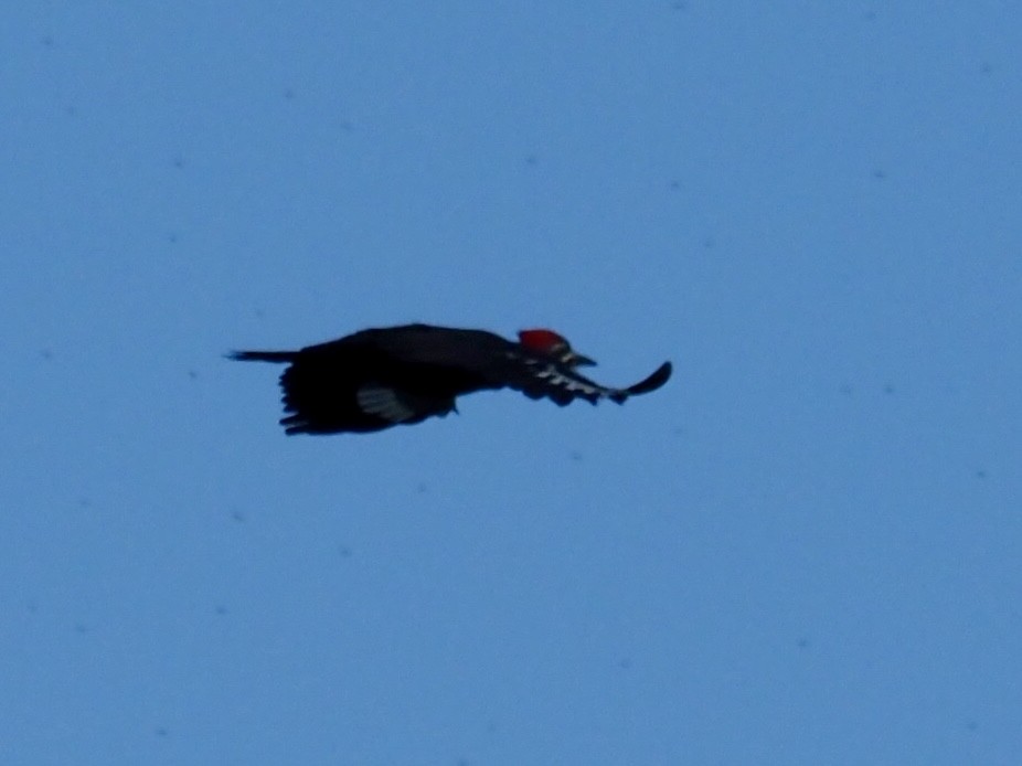 Pileated Woodpecker - ML641119943