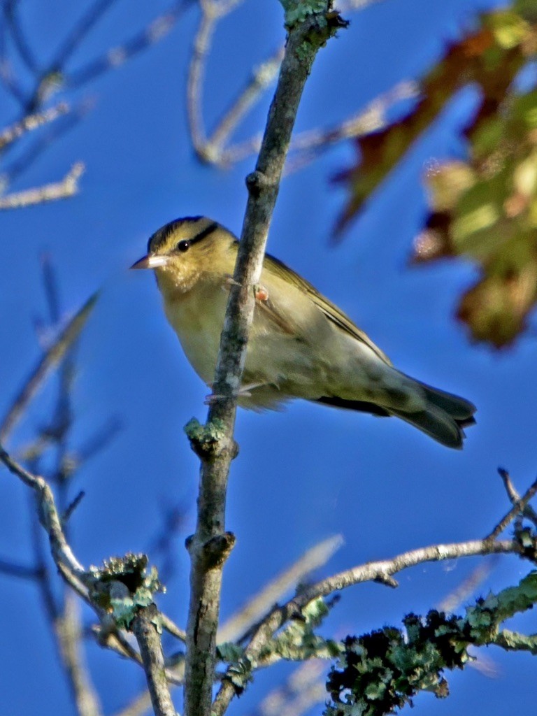 Worm-eating Warbler - ML641119947