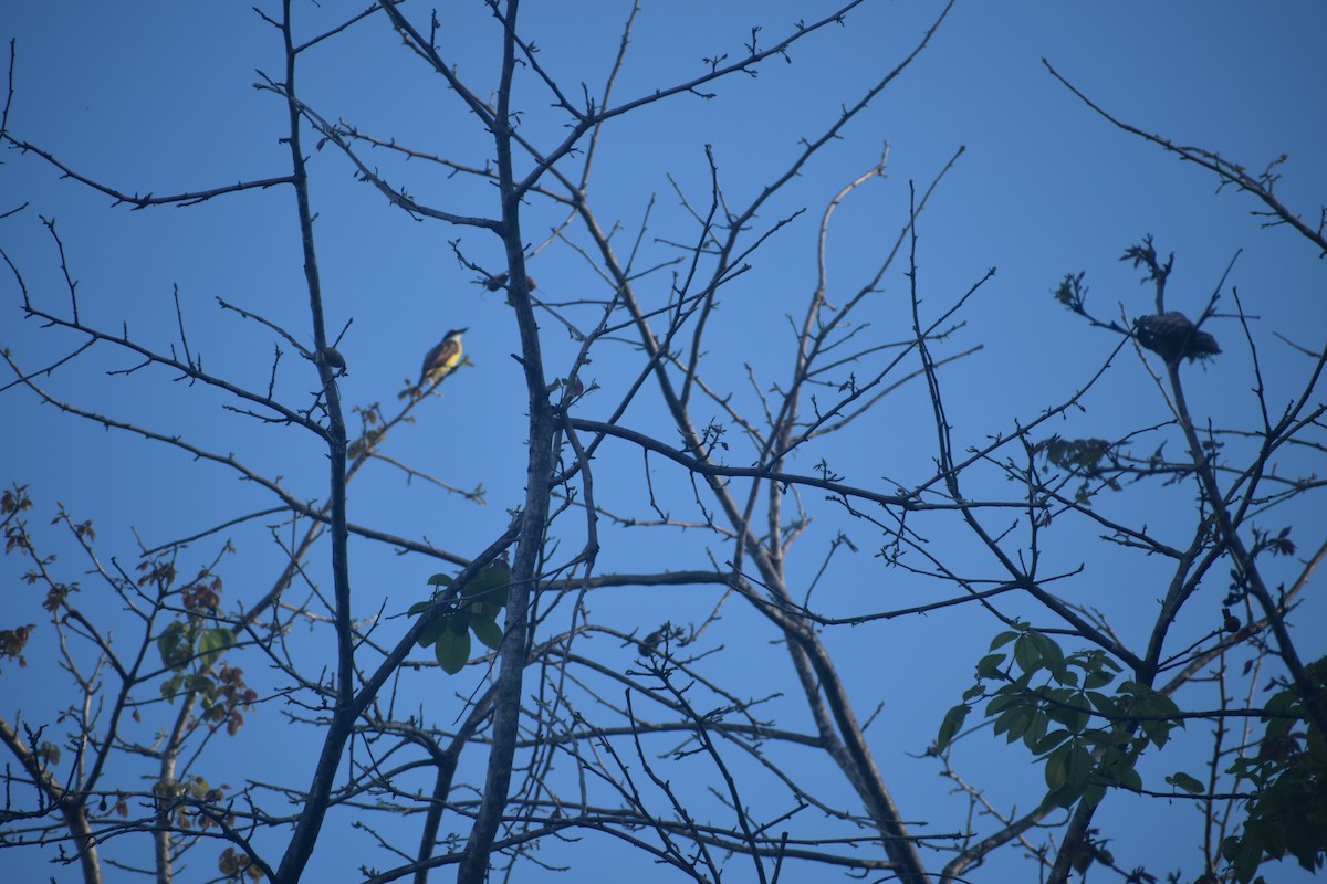 Bananaquit - ML641119958