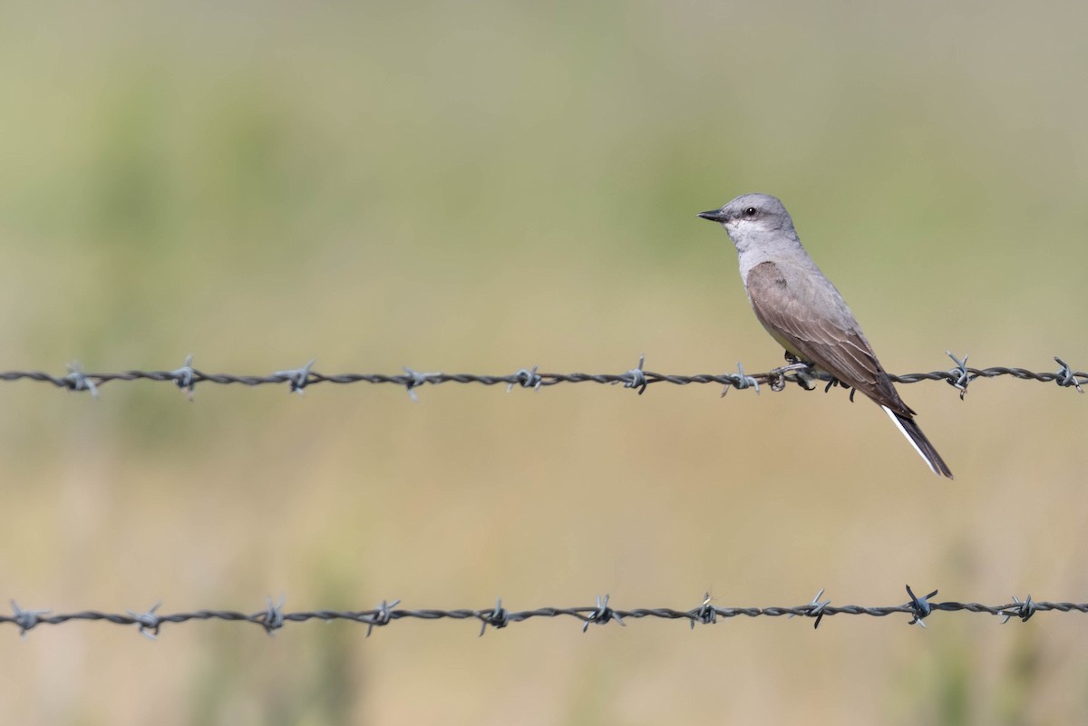 Western Kingbird - ML641119960