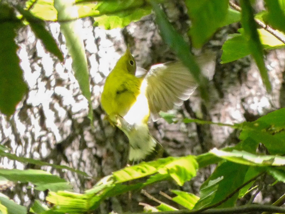 Magnolia Warbler - ML641119980