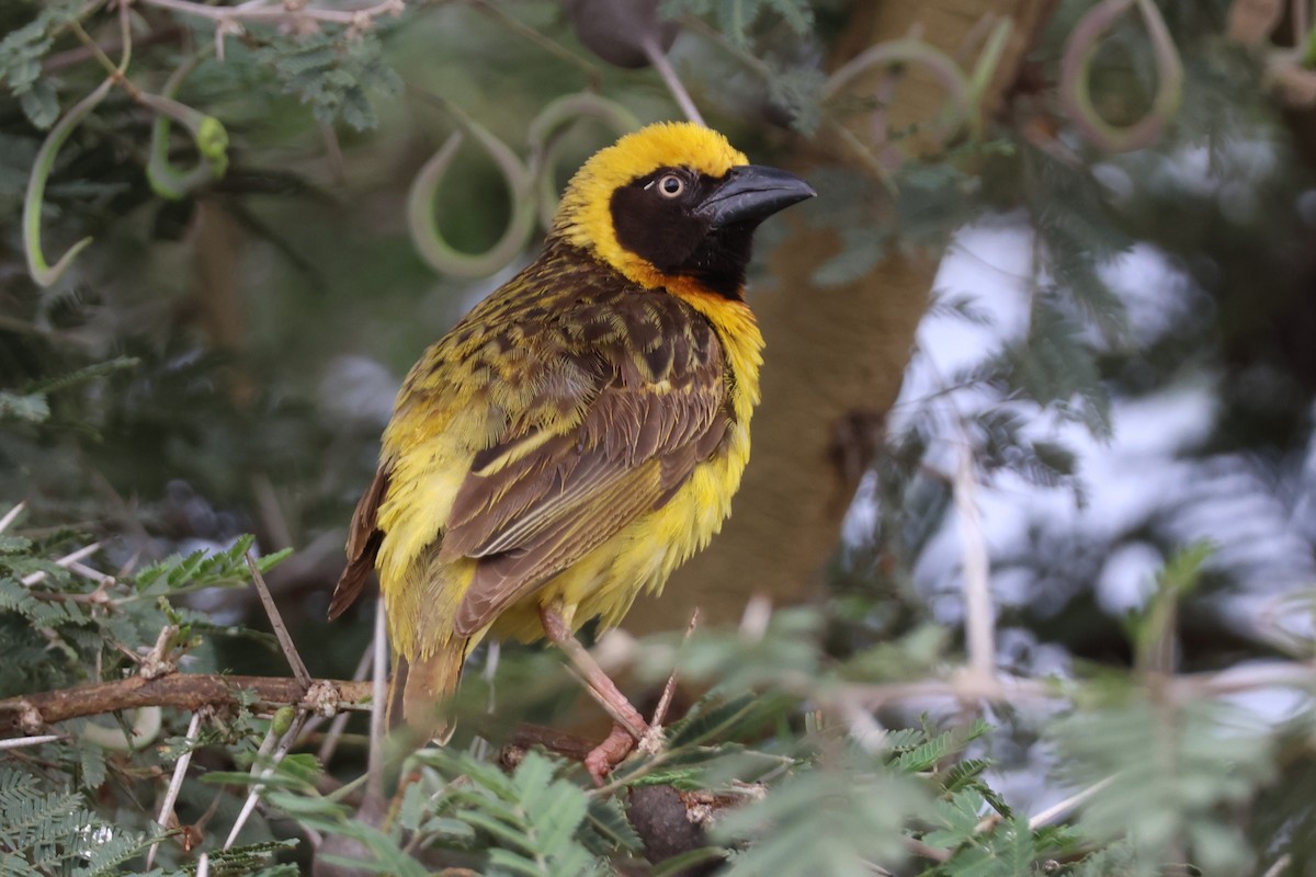 Fox's Weaver - ML641119991