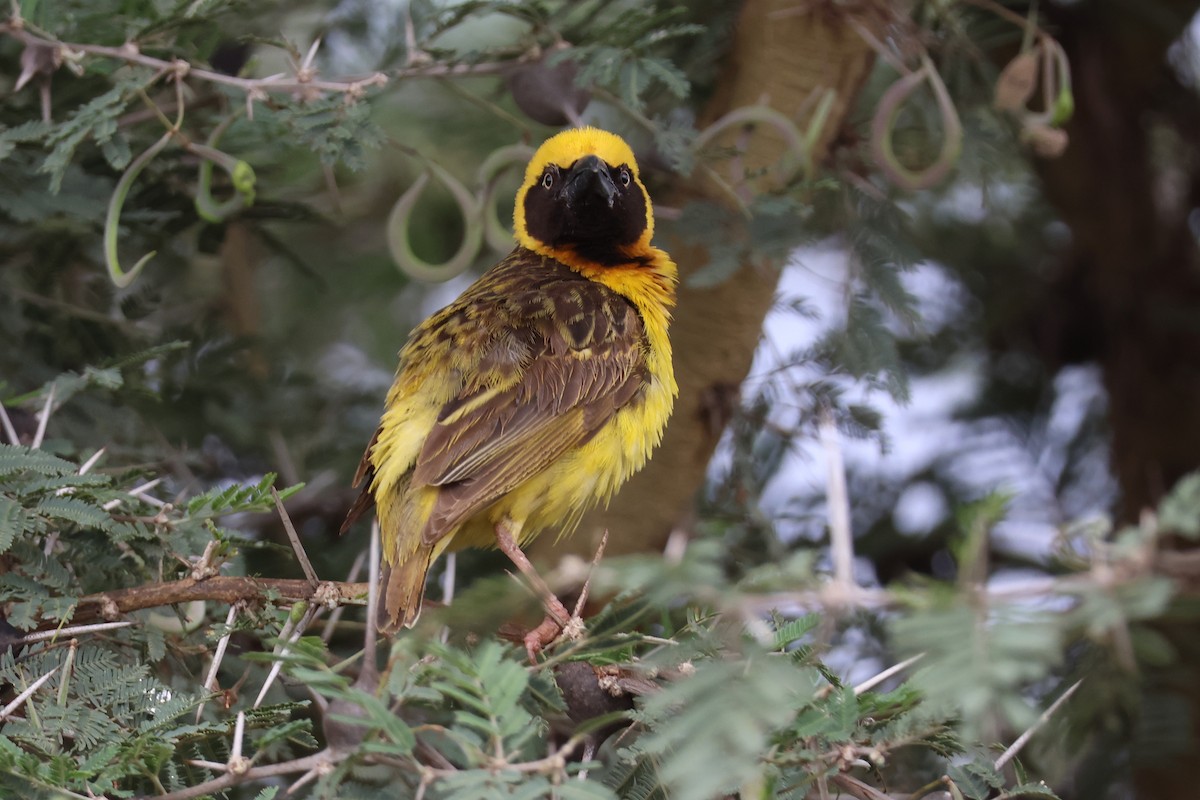 Fox's Weaver - ML641119992