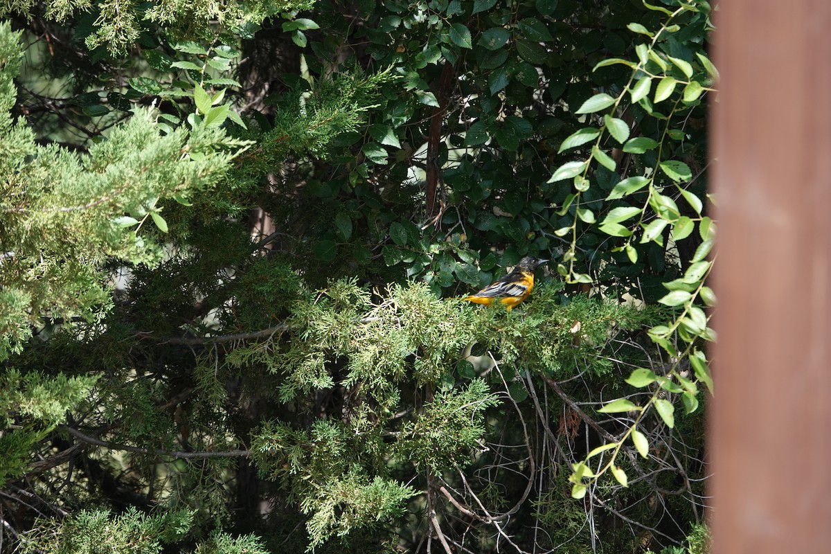 Baltimore Oriole - ML641120006