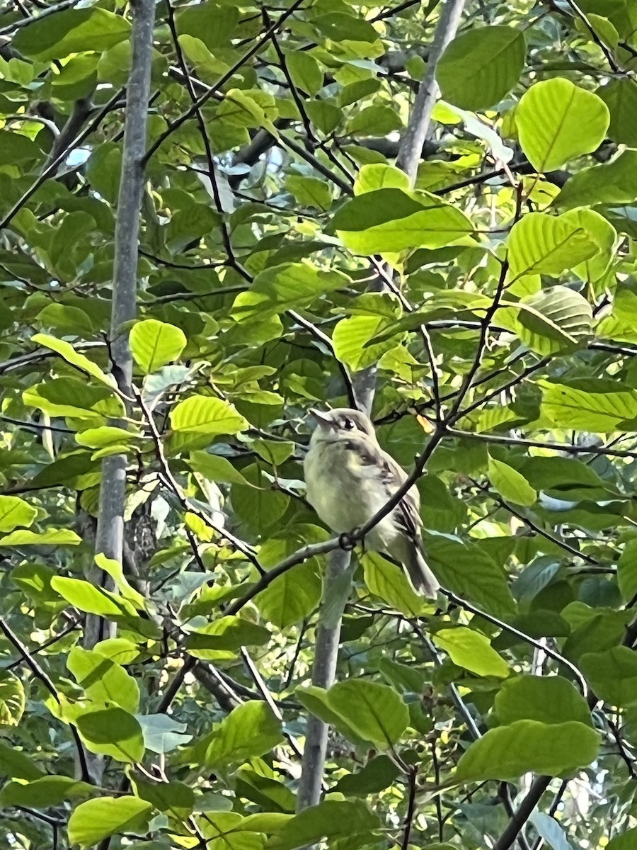 Acadian Flycatcher - ML641120011