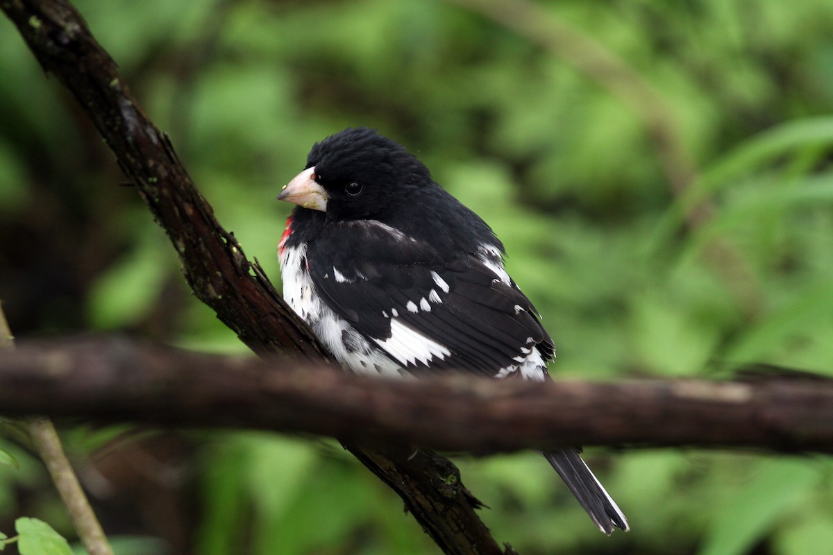 Rose-breasted Grosbeak - ML641120014