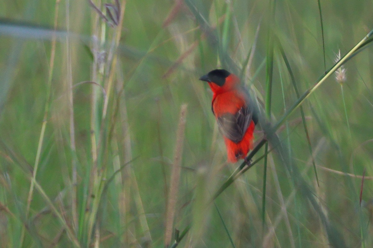 Northern Red Bishop - ML641120032