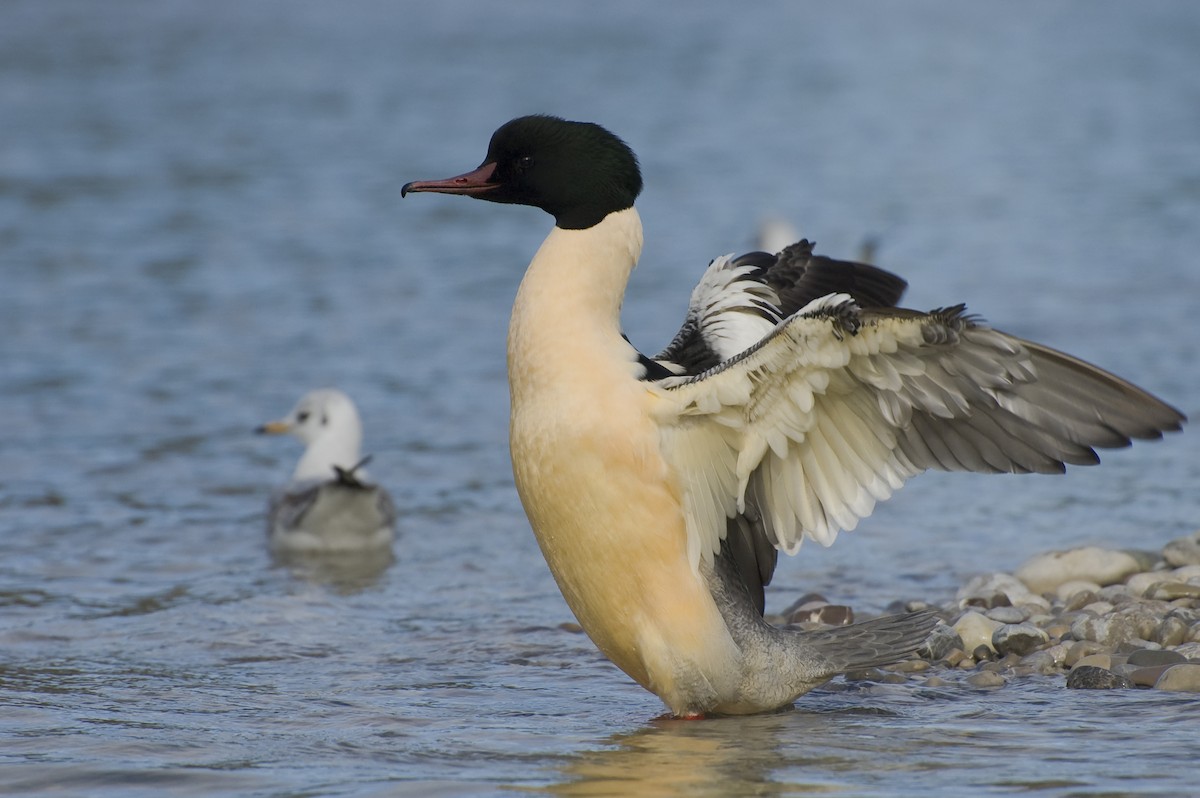 Common Merganser - ML641120037