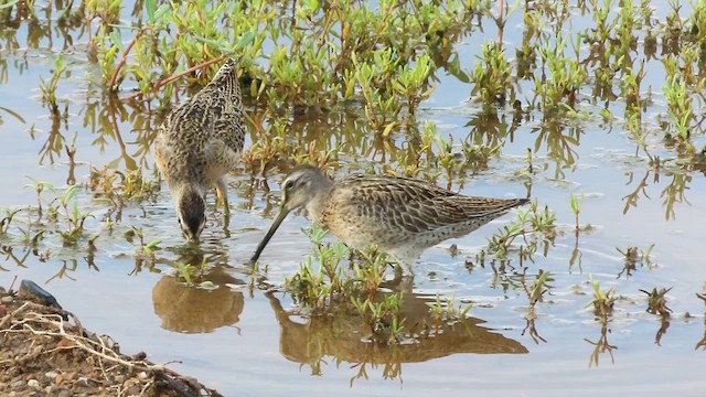Short-billed Dowitcher - ML641120051