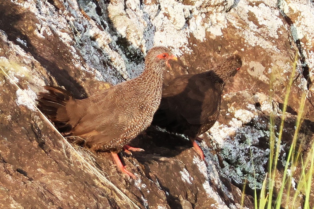 Stone Partridge - ML641120055