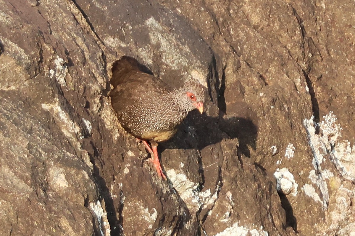 Stone Partridge - ML641120056