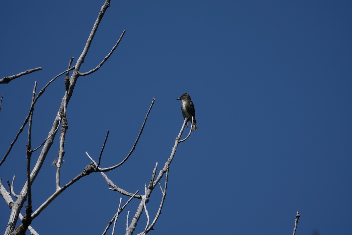 Olive-sided Flycatcher - ML641120057