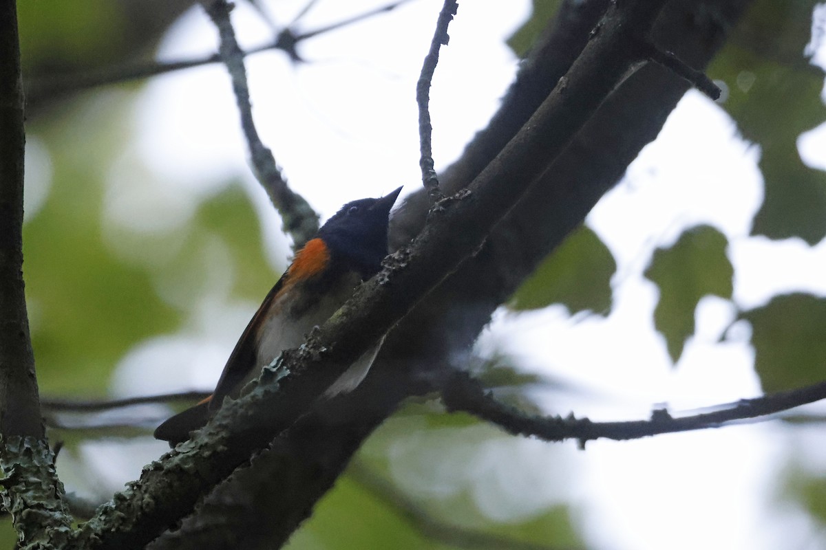 American Redstart - ML641120067