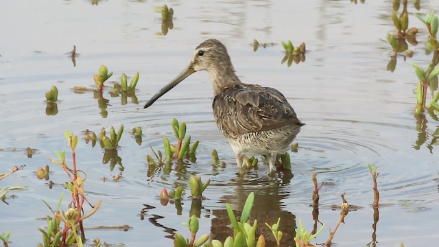 Short-billed Dowitcher - ML641120068