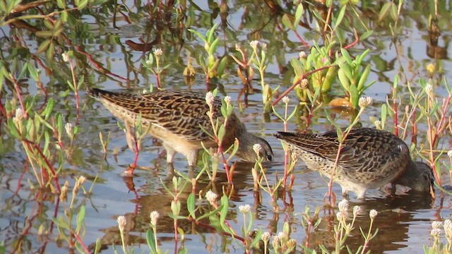 Short-billed Dowitcher - ML641120071