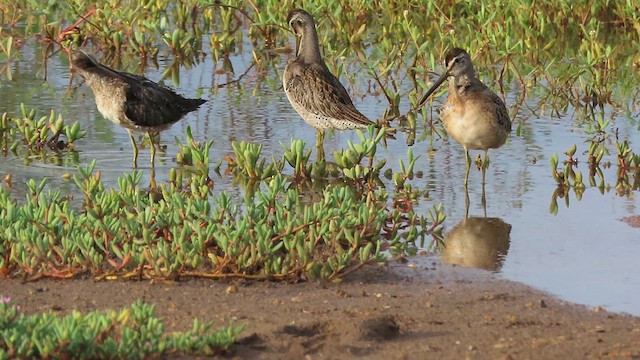 Short-billed Dowitcher - ML641120091