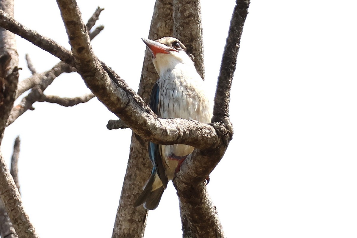 Martin-chasseur strié - ML641120102