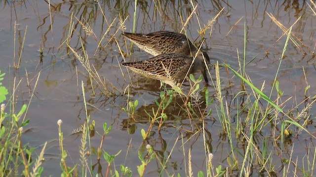 Short-billed Dowitcher - ML641120111